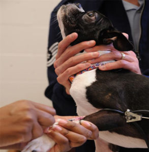 taking a blood sample from dog for heartworm