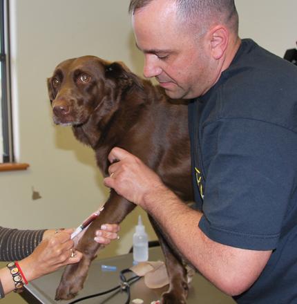 south tampa dog getting a blood test
