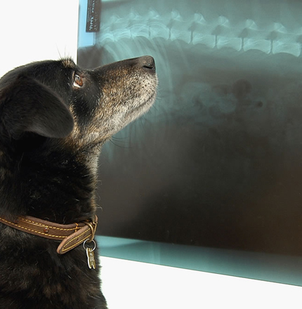 dog getting an x-ray from veterinarians