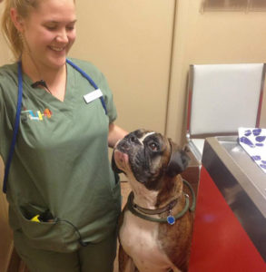 south tampa veterinarian checking up with dog