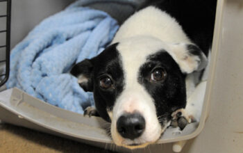 safety tips for traveling with your dog