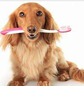 pet dental brushing dogs teeth in south tampa