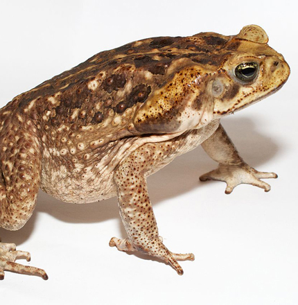 deadly cane toad to keep away from your pets