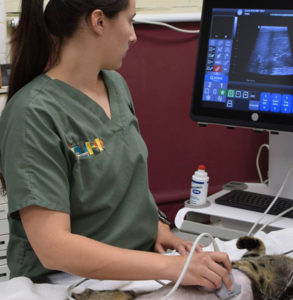 vet treating heartworm