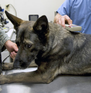 if you don't want to lose your dog then get a microchip fitted