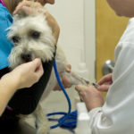 blood testing from vet in south tampa