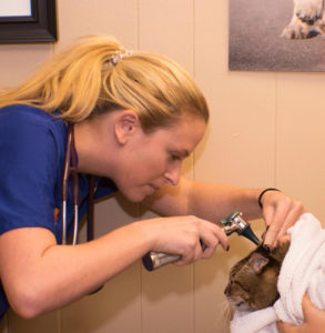 cat getting ear exam to prevent disease