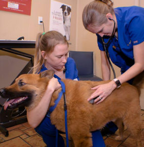 pet care and wellness plan at south tampa vet