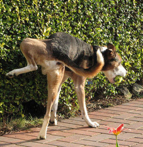 german shepherd peeing in dog park in south tampa
