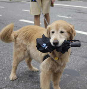 dog ready for the hurricane in south tampa florida