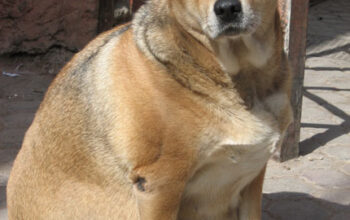 overweight dog needed care from our vets