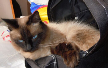 vacationing with cat