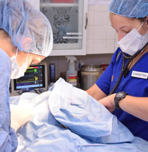 professional surgery from our certified vets in south tampa
