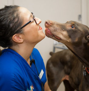 our veterinarians in south tampa love your dog