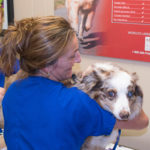 expert vet caring for a dog with heartworms