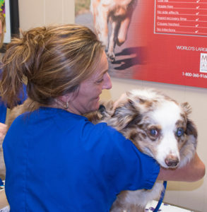 expert vet caring for a dog with heartworms