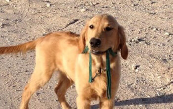 our vets can help you prevent losing your dog