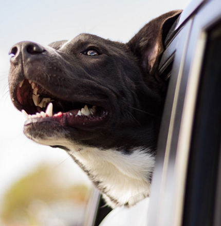 pet traveling with you on the road