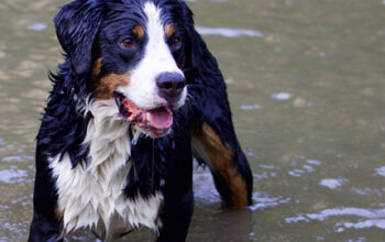 Our veterinarians care about your pets safety