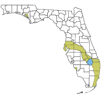 locations for cane toads in florida