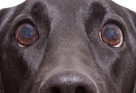 cloudy dog eyes at south Lakeland FL veterinary hospital