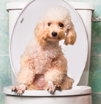 Should you flush animal waste down the toilet