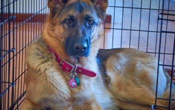 crate training dog in south tampa