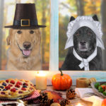 thanksgiving with your pets