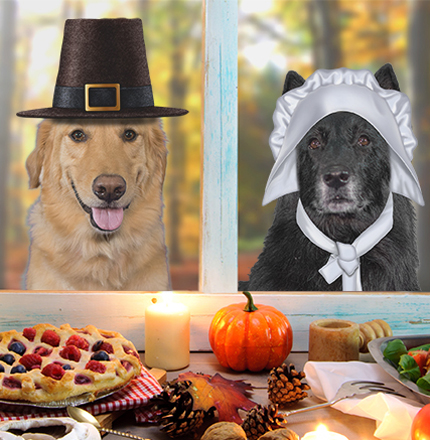 thanksgiving with your pets in florida