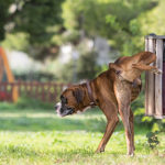 Big dog boxer peeing in a park