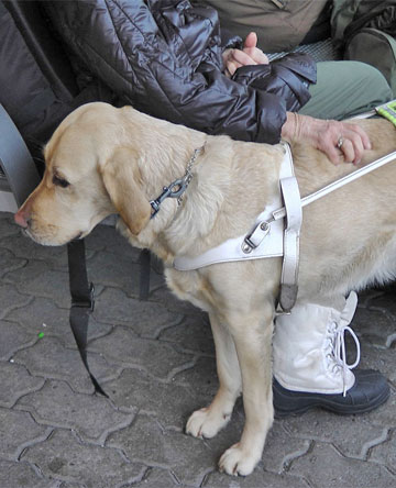 new rules for service dogs at airport