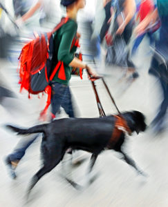 flying airlines with pet