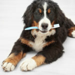 dogs dental cleaning