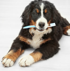 dogs dental cleaning