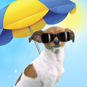 can pets suffer from sunburn in florida