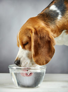 dog drinking water in florida
