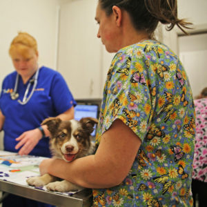 lakeland fl veterinarian checking up with dog