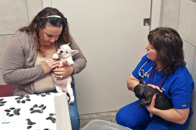 pet disease prevention in florida