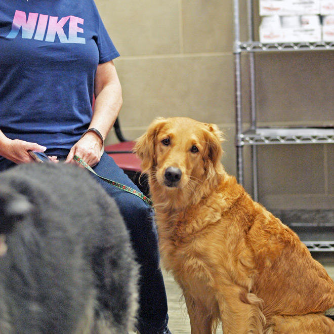 breeding soundness exam in Florida