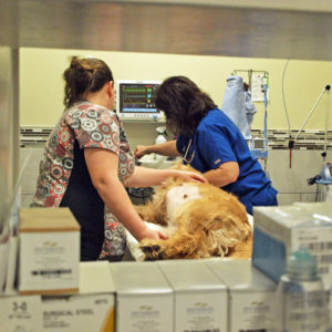Pet Surgery in Lakeland FL