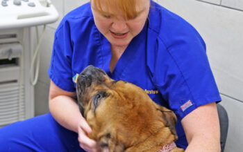 pet examination from your favorite vet in Florida