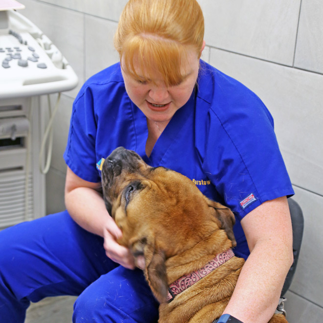 pet examination from your favorite vet in Florida