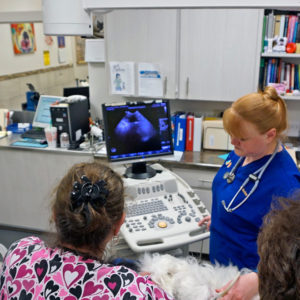 Breeders Gestation Aging with ultrasound in Florida