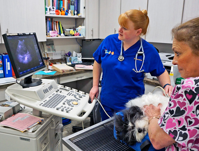 ultrasound for pet In Lakeland FL