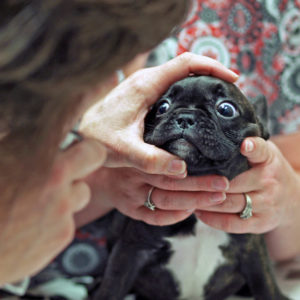 Breeders Pet exam in Florida