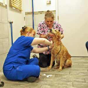 Pet diagnostic tests in Florida