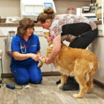 pet care and wellness plan