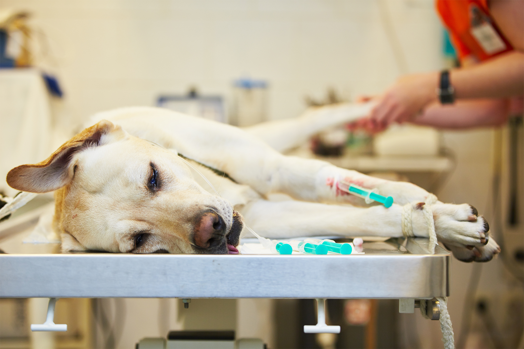 Artificial sweetener bad for dogs shop