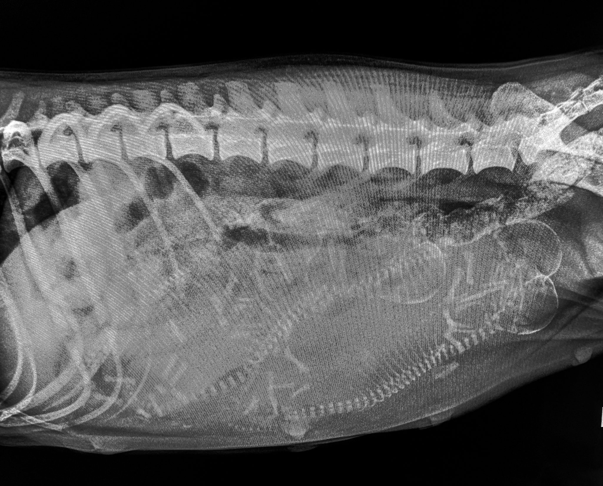 Should You Get Puppy Counts Via XRays Breeding Specialists In Florida