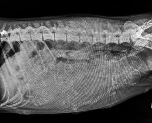 X-rays showing puppies